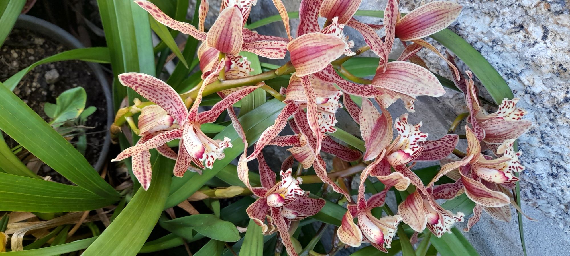 Vendo orquídeas castanhas sarapintadas muito lindas