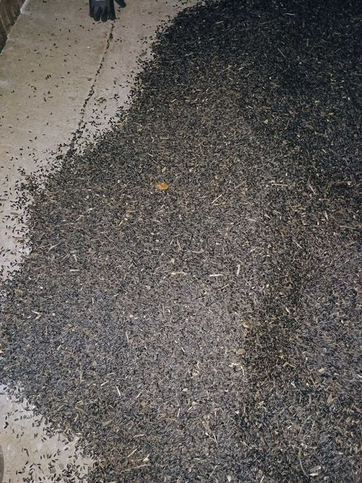 Słonecznik, pokarm dla ptaków