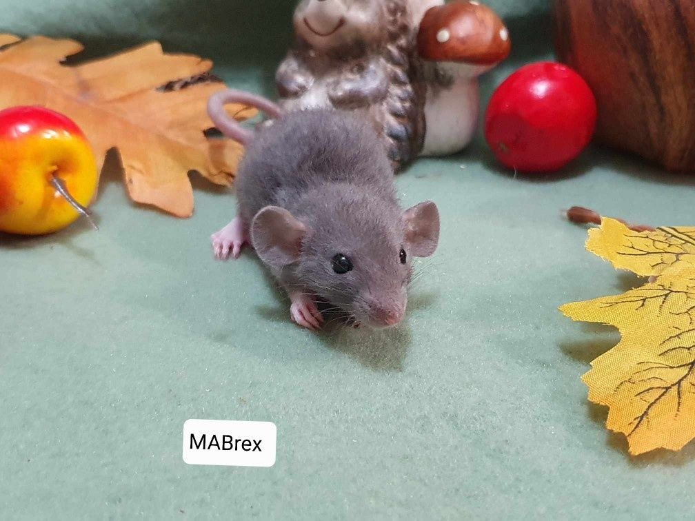 Szczur Szczury Szczurki kochane maluszki Dowóz Do Wielu Miast w Polsc