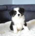 Suczka z niebieskim okiem BORDER COLLIE ZkwP/FCI tricolor