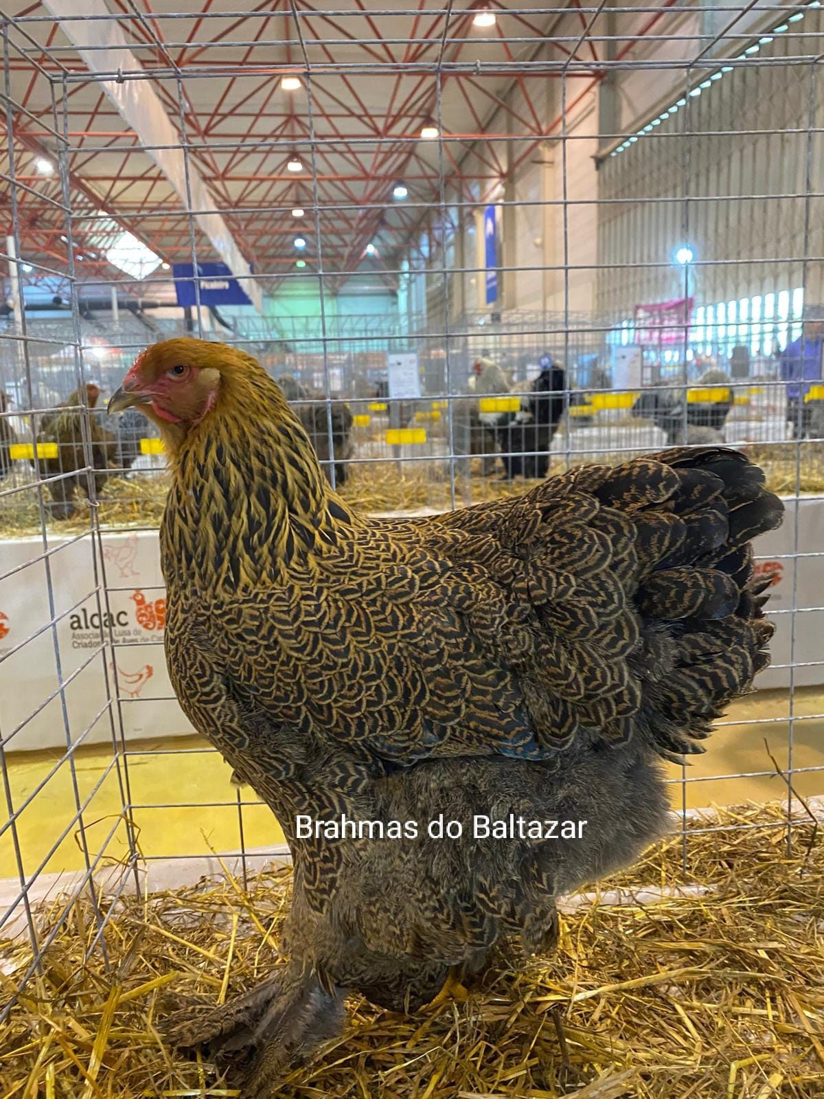 Brahma Perdiz dourada {ovos}