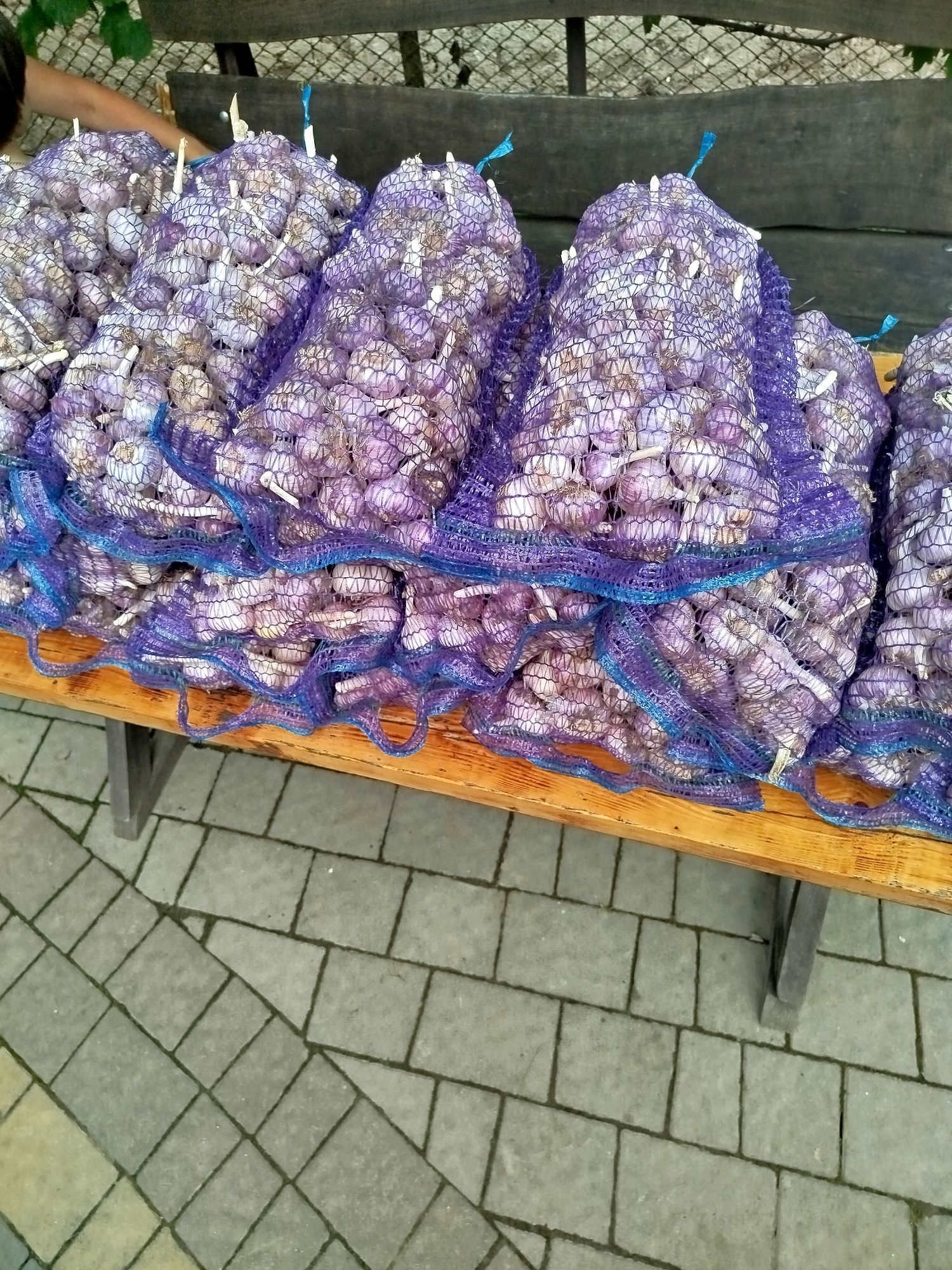 Часник сорт любаша перша репродукція
