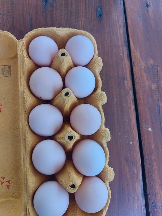 Swojskie jajka. Codziennie świeże!