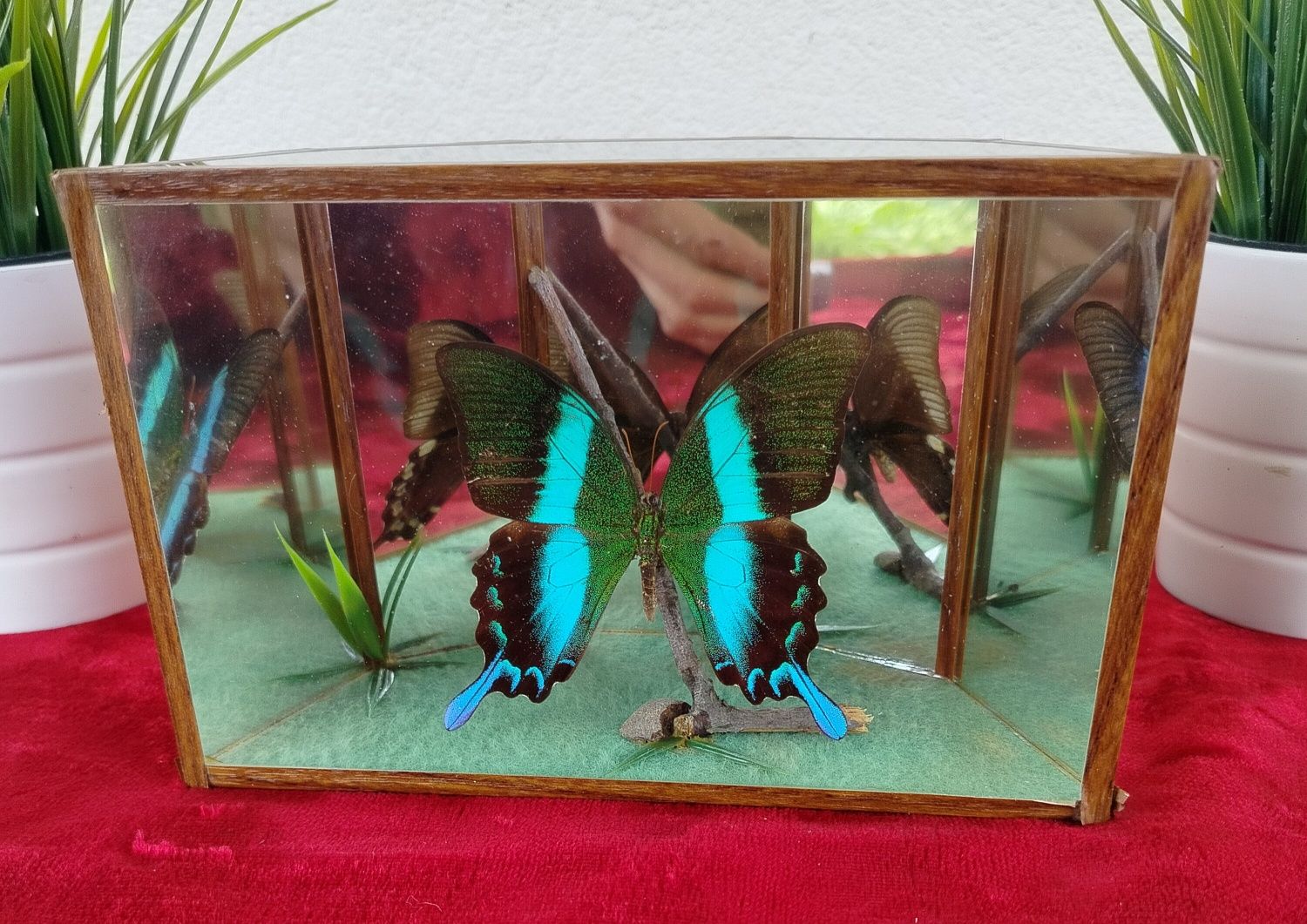 Gablota z pięknym dużym motylem papilio