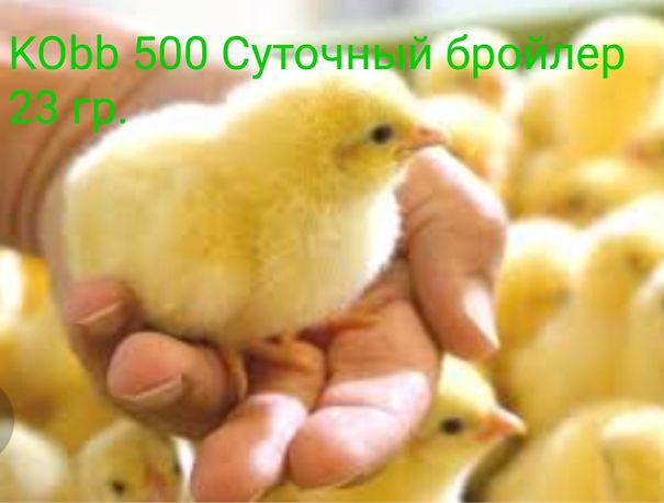 СУТОЧНЫЕ бройлера кобб 500 ВЕНГРИЯ