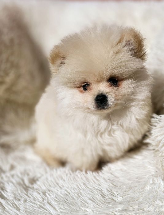 Spitz  Macho  pequenino