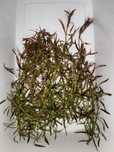 Ludwigia arcuata rośliny do akwarium