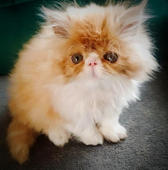 Kocurek perski długowłosy ZEFIR (prawdziwy rodowód FPL)