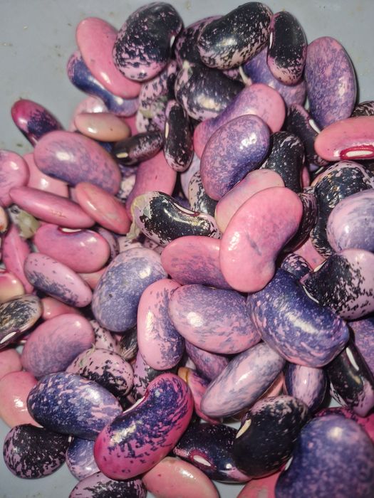 Groch dla wegetarian