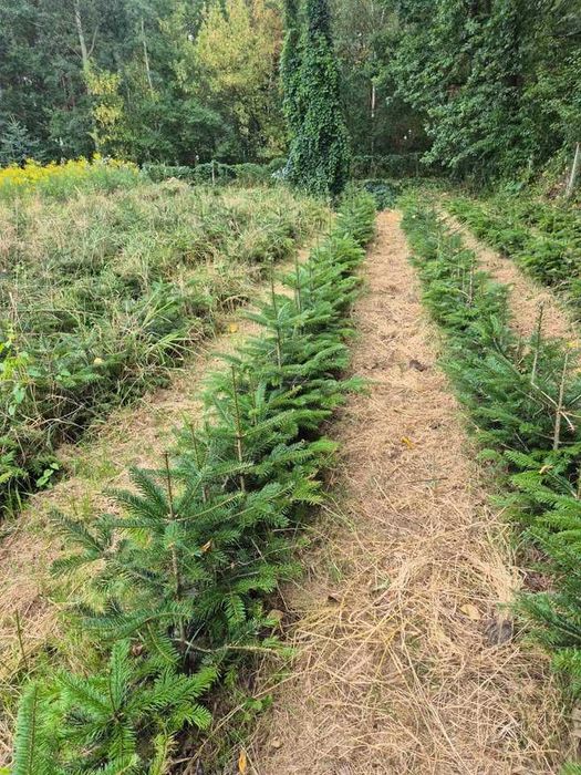 Świerk srebrzysty - własna plantacja- zamów już dziś