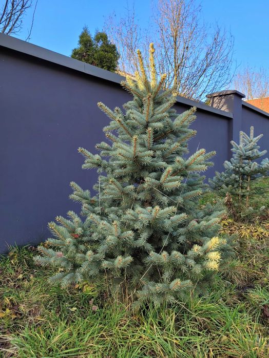 Choinki bożonarodzeniowe