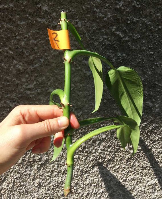 Philodendron filodendron Emerald Queen sadzonka cięta nr 2