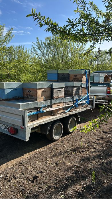 Polinizacão de culturas e pomares