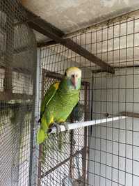 Papagaio Barbadensis