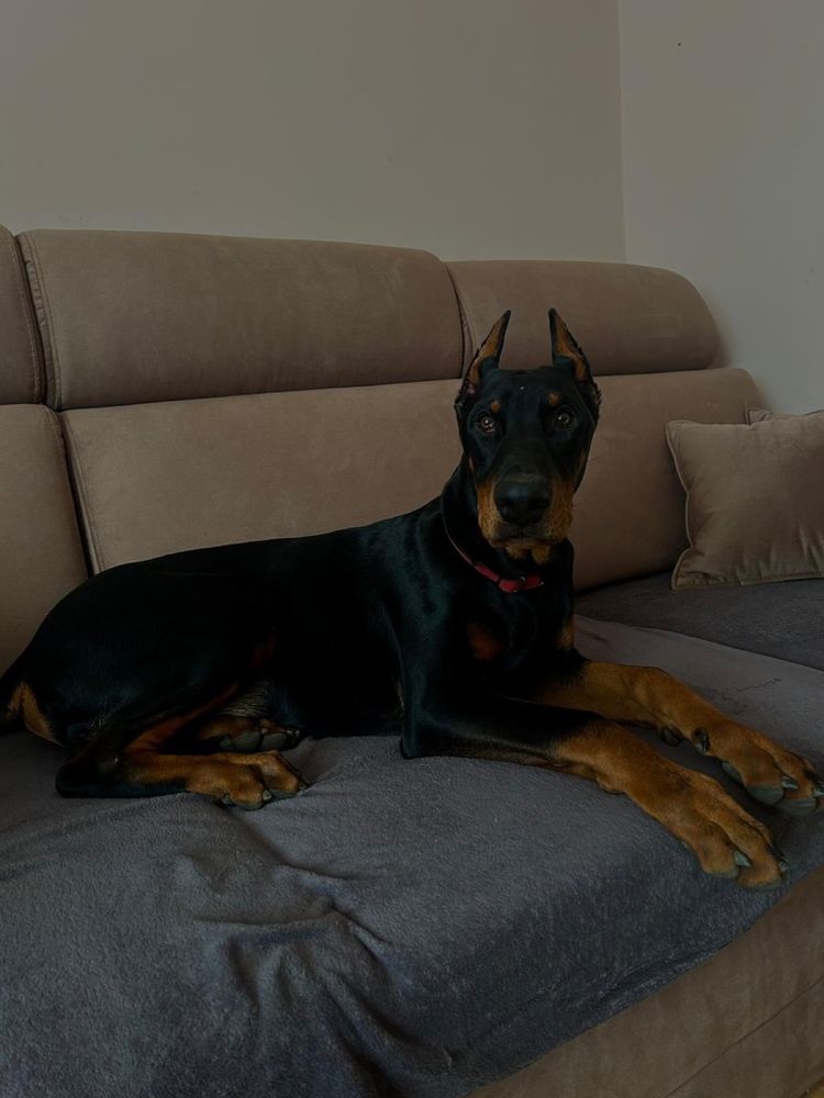 Doberman szczeniak samiec