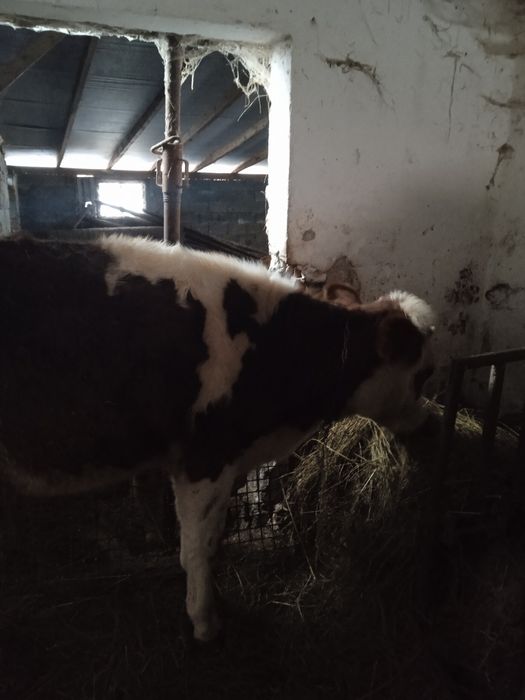 Sprzedam młodą jałówkę