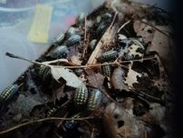 Armadilidium gestroi pakiet 10szt im więcej tym taniej isopody kulanki