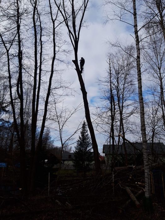 Alpinistyczna wycinka  i pielegnacja drzew/Czyszczenie dzialek