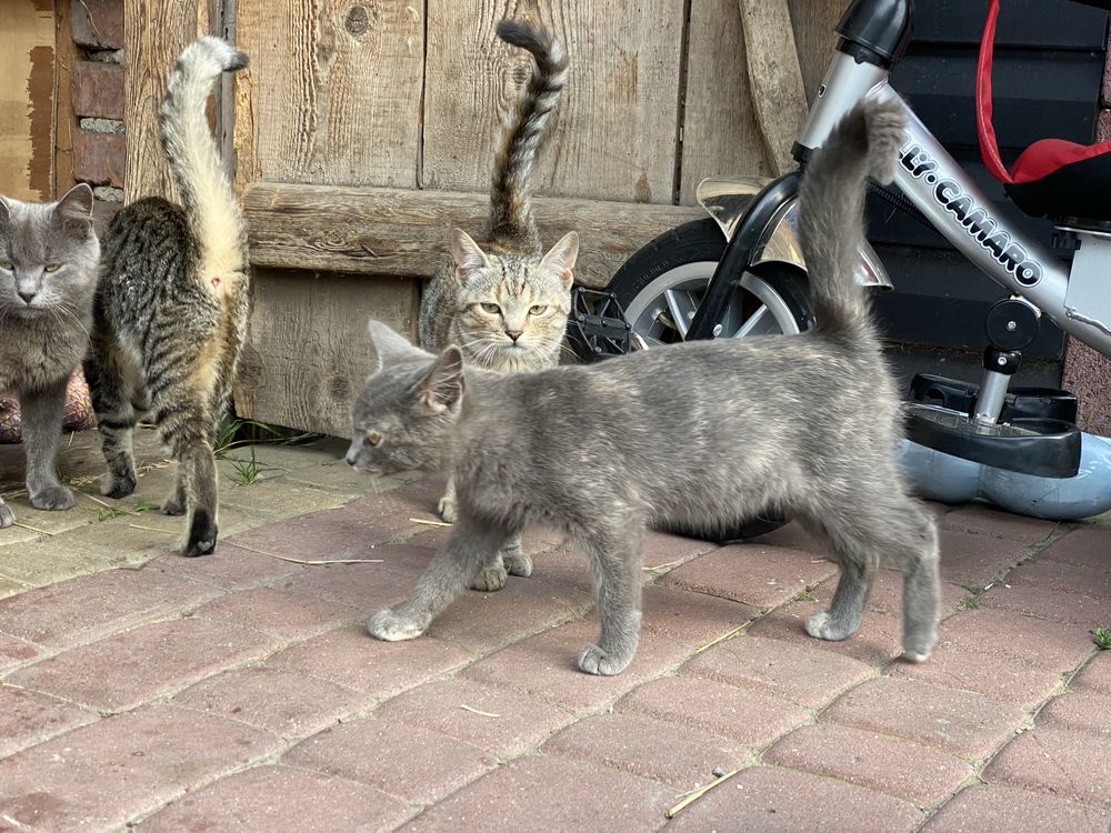 Котики + 100 грн + корм і молоко