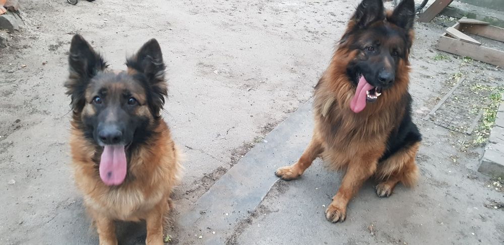 В продажі щенята Німецької Вівчарки