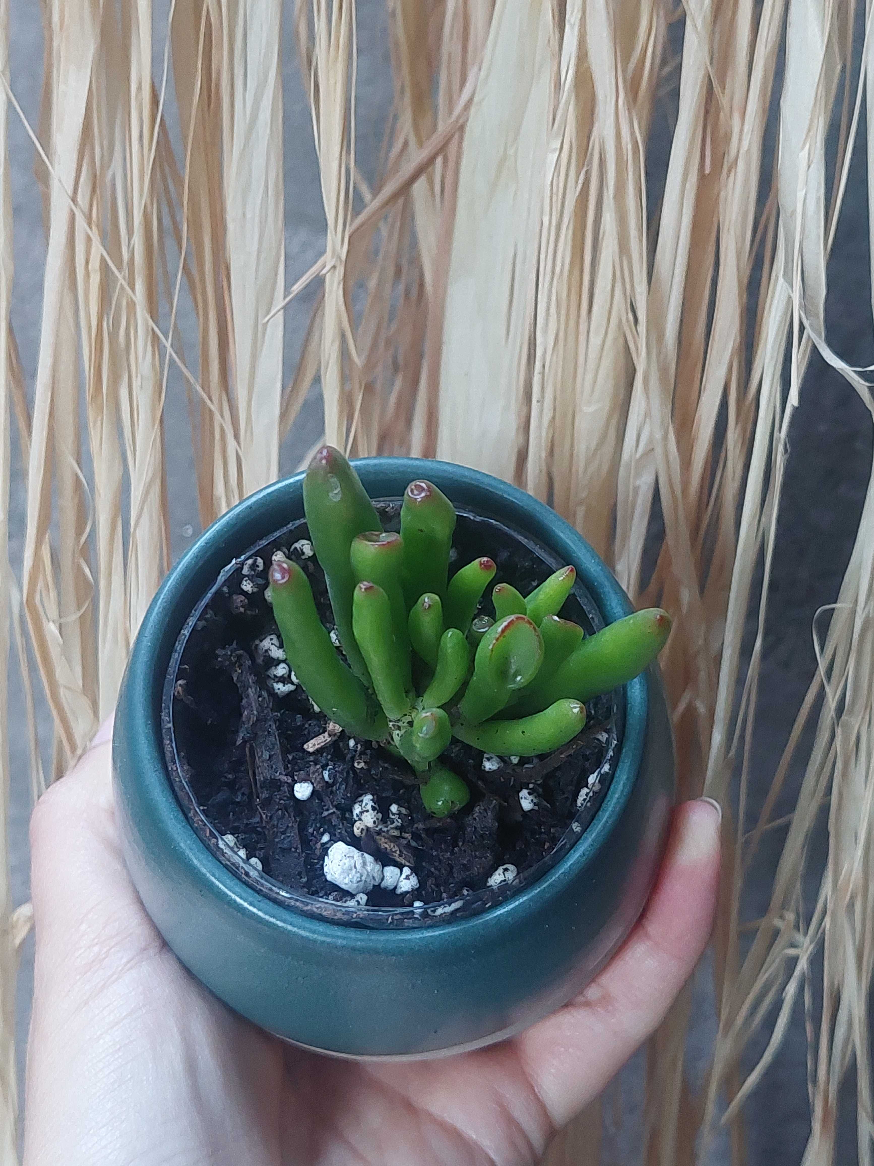 [Planta] Suculenta Crassula Ovata 'Gollum' - Orelha de Shrek