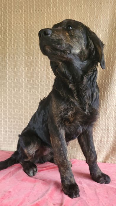 Черные голден ретриверы