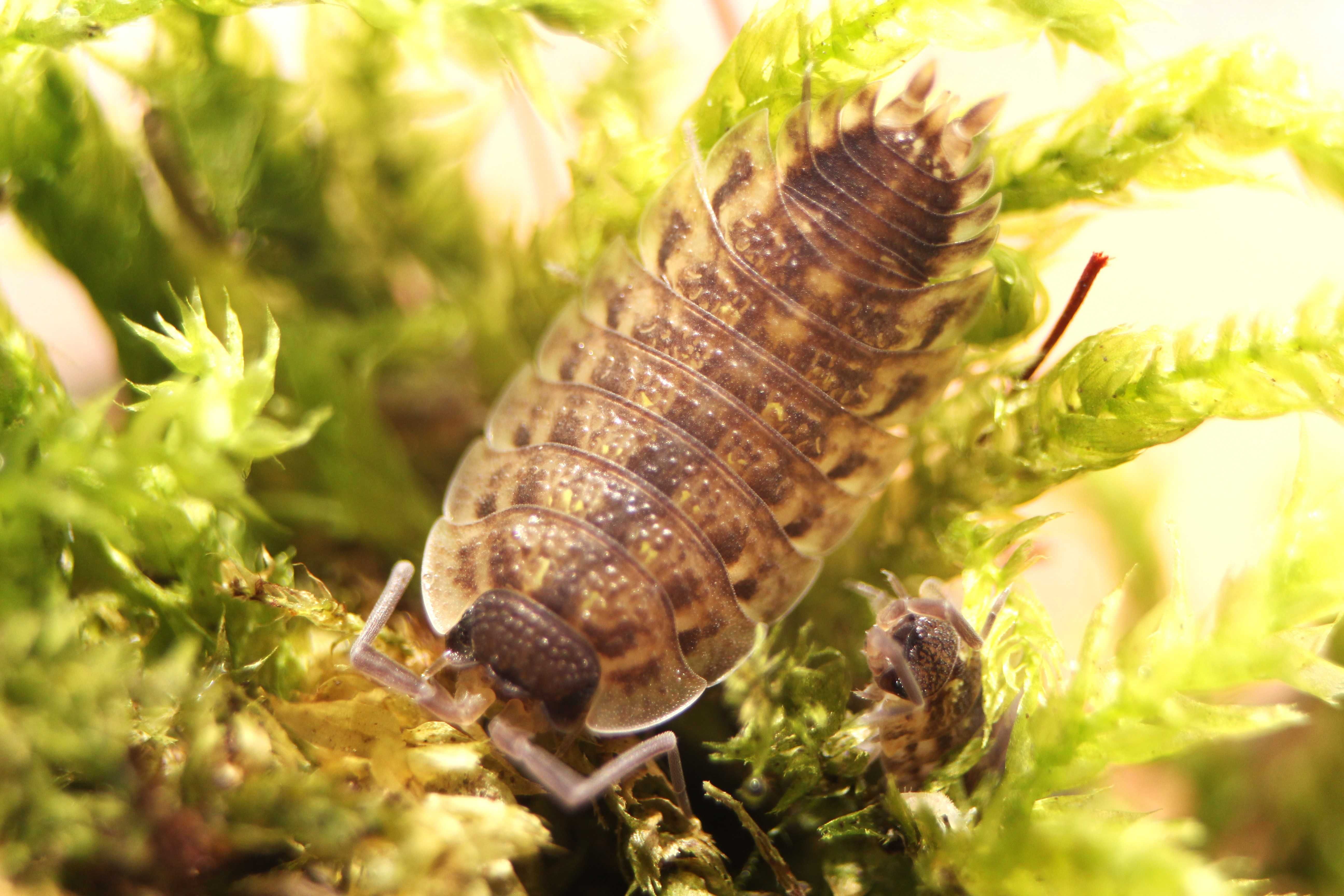 Porcellio spinicornis, prosionek pstry, isopoda, równonogi