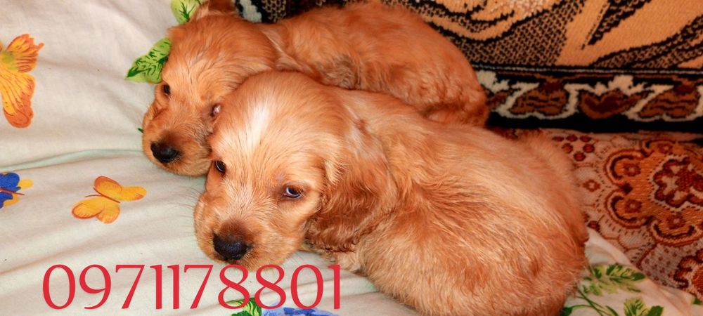 Дуже віддана порода собак. 
Стане справжнім улюбленцем для всієї родин