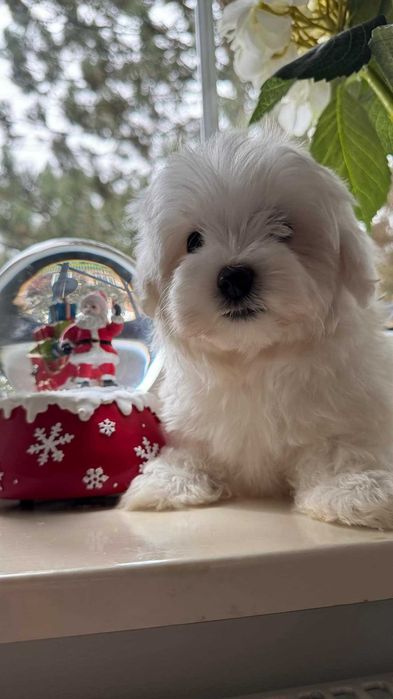 Maltańczyk Piesek z Rodowodem. Chip, Umowa.