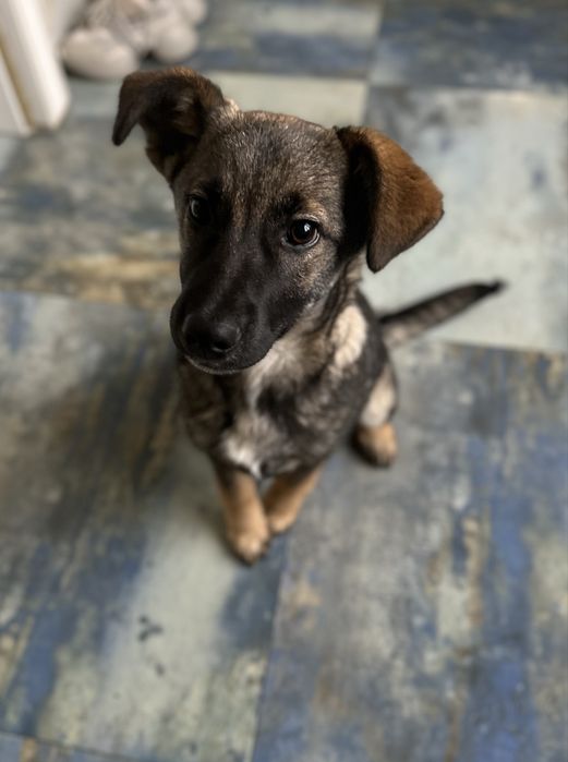 Цуценя дівчинка 4 місяці