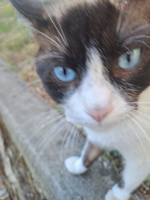 Gato 1 ano siamês castrado