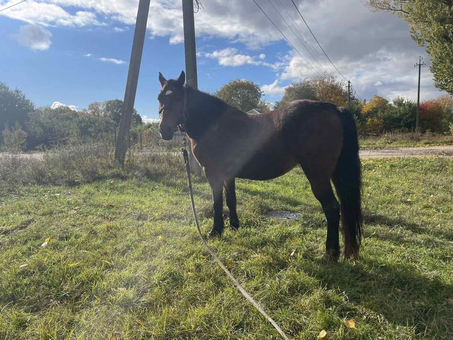 Продажа лошадей г Путивль