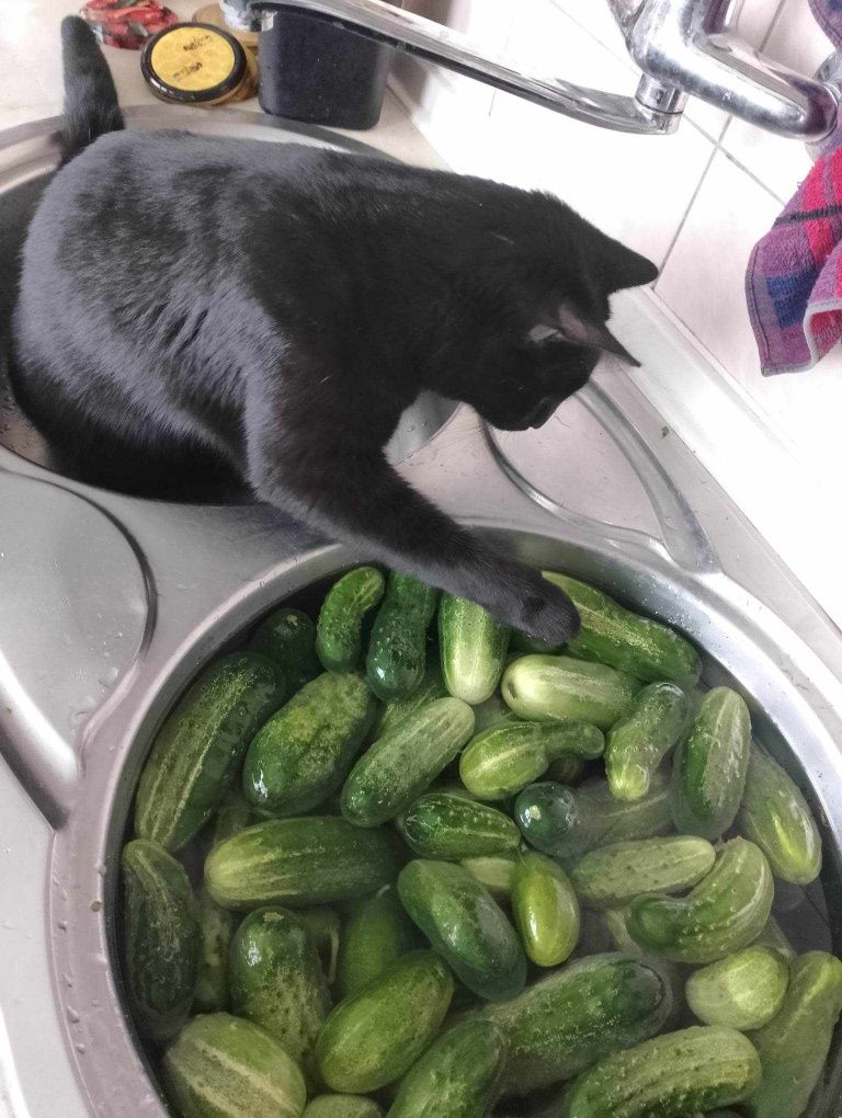 James poleca się do adopcji