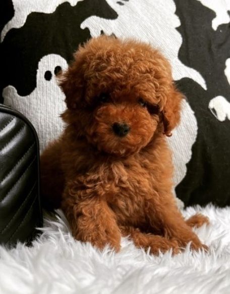 Цікавий малиш.той .пудель