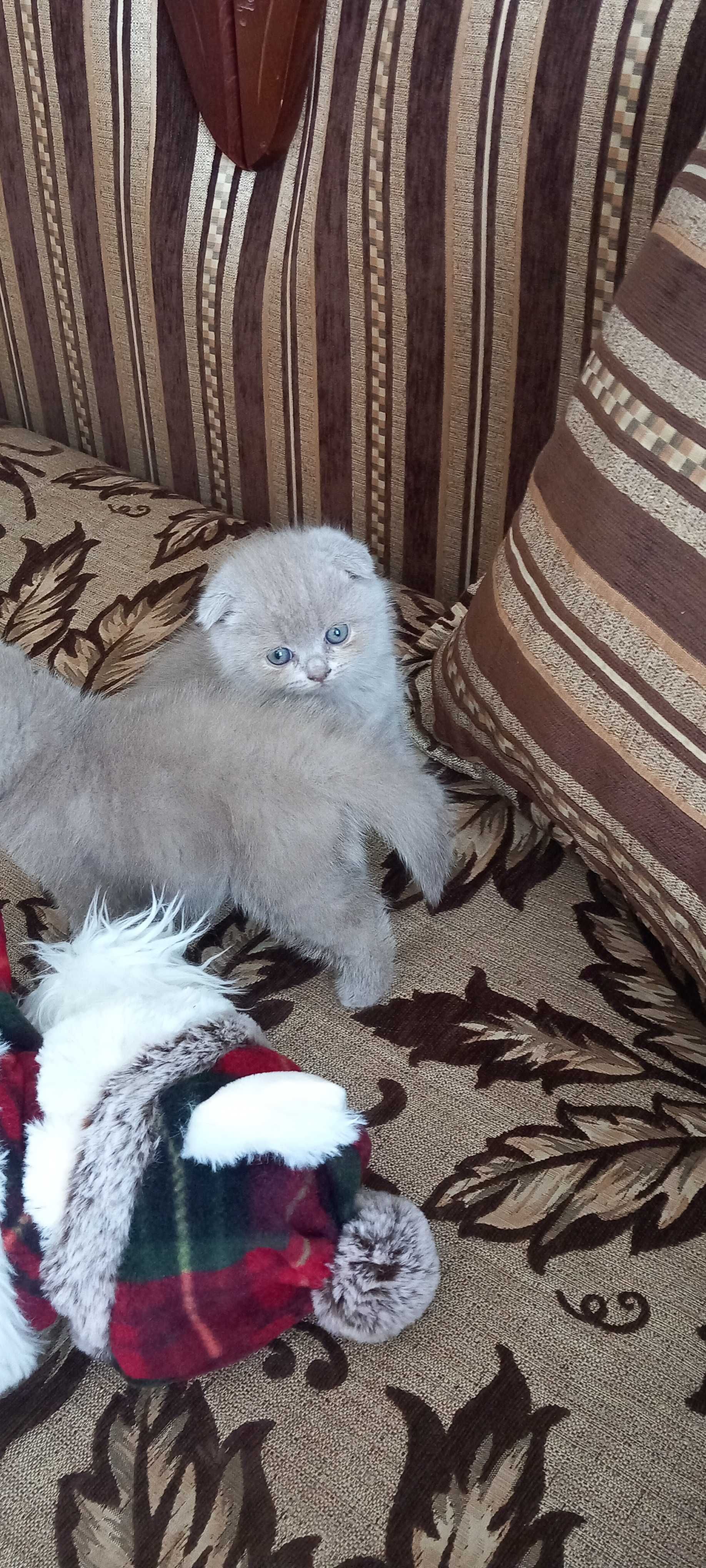 Продаюся котики дата н.р. 15.04.2024