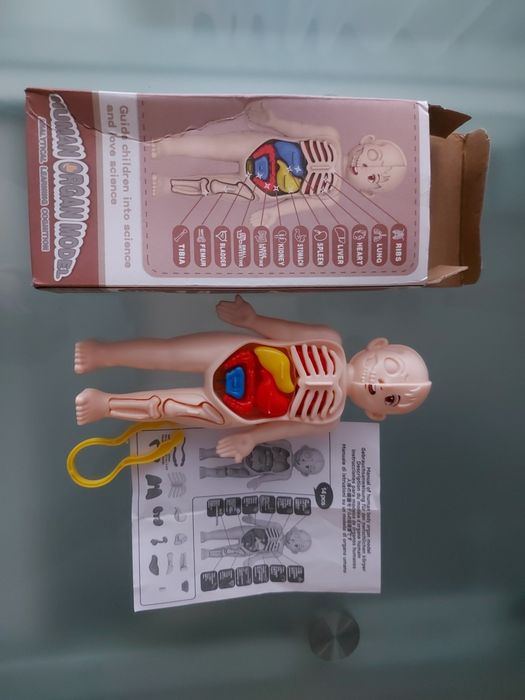 Іграшка анатомія людини. Нова.