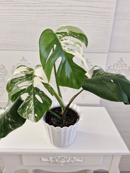 Монстеру Альбу продам