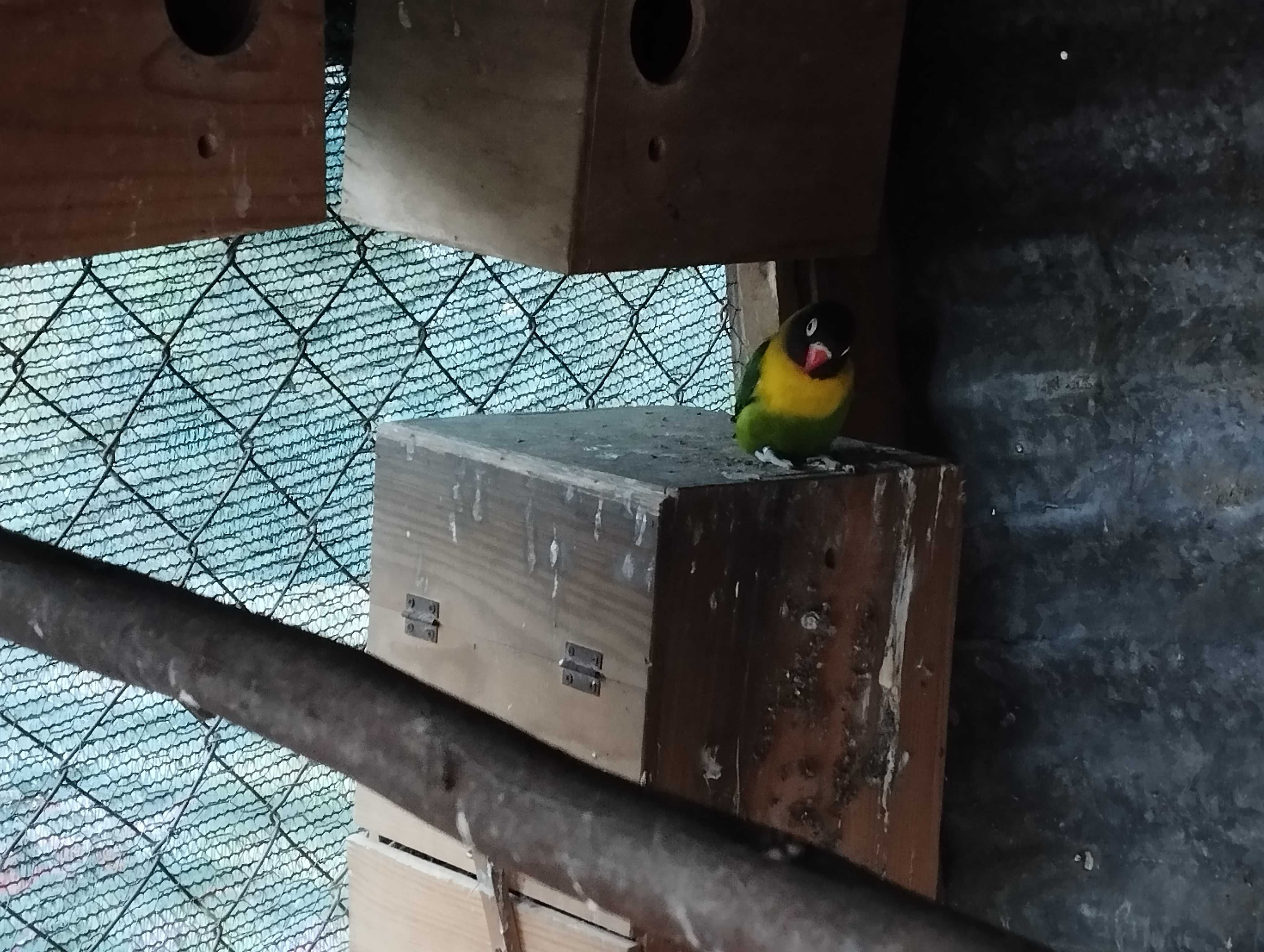 Ring necks e agapórnis