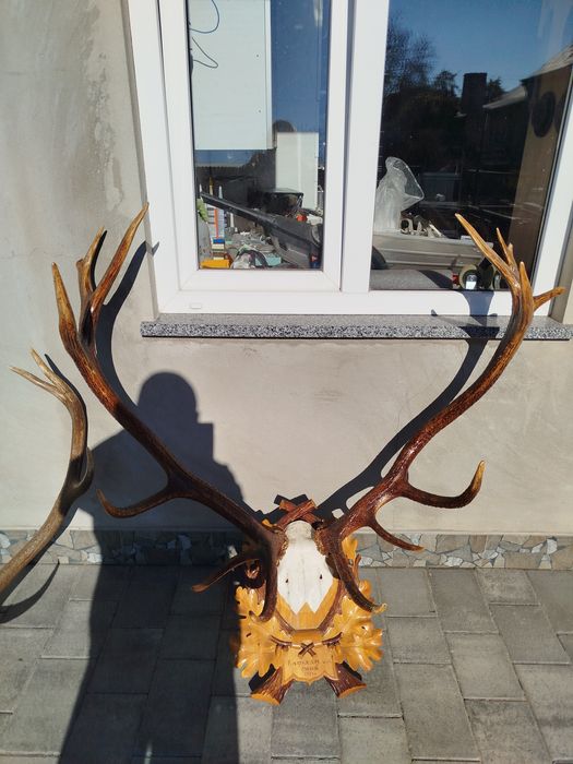 Роги оленя різні