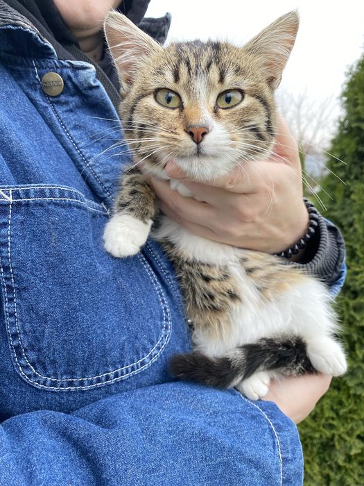 Кошенята в хороші руки