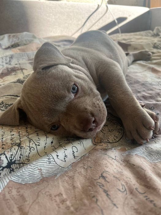 American Bully в типе покет