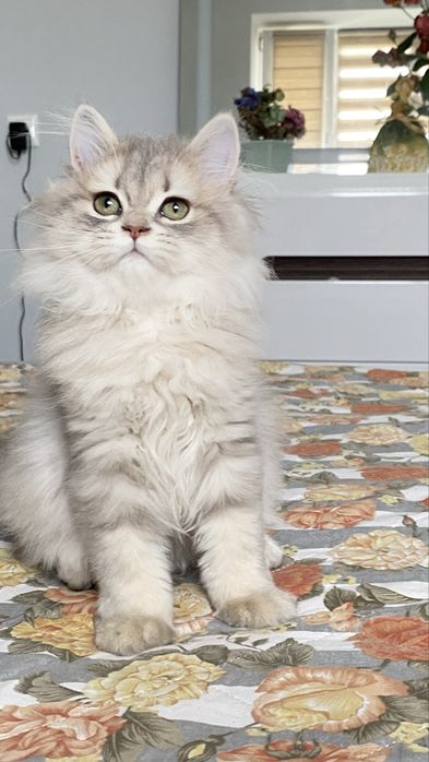 Британське кошеня голубе золото