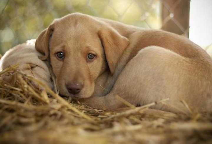 SŁOMA ściółka dla psa, gryzoni idealna do ROLNICTWA 4KG 80L