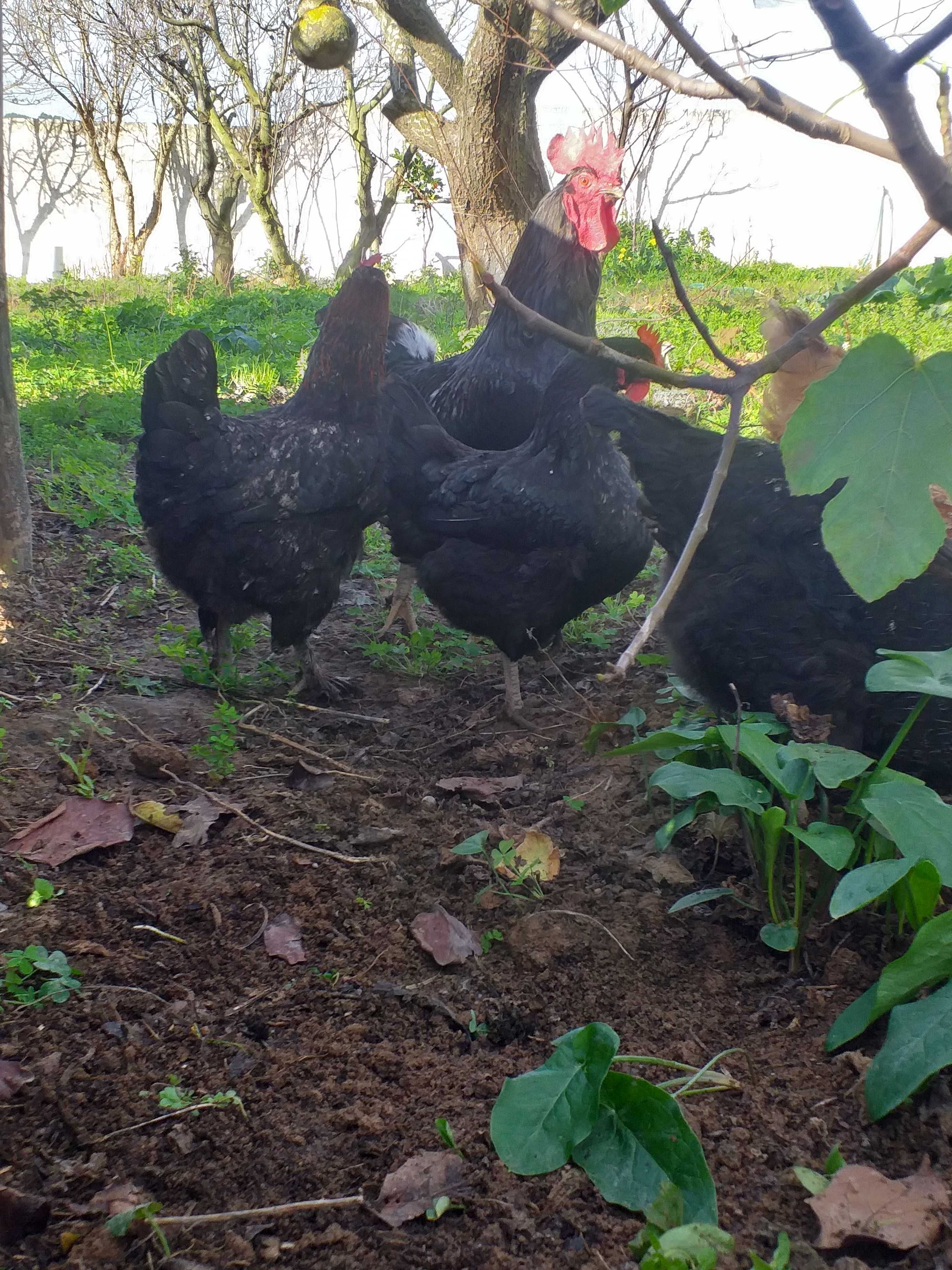 Jersey gigante negro/castanhas ISA Brown/ wyandott / Rhode island red.