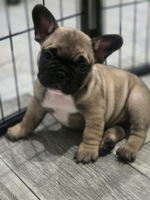 Buldog francuski - suczka szczenię