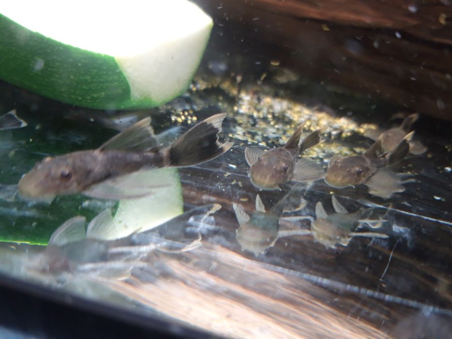 SUPER CENA Zbrojniki glonojad ancistrus green dragon LF ZIELONY SMOK