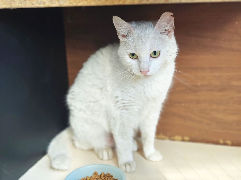 Ніжний котик-подружка красуня Айсі, 1 рік, кішка