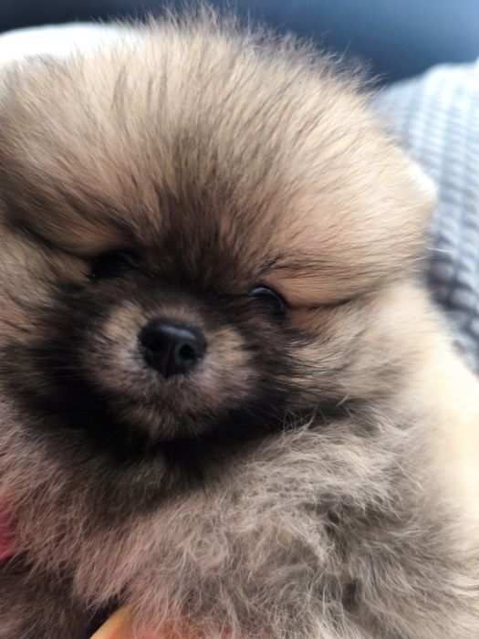 Spitz Anão Lulu da Pomerânia. Lop e Afixo Super mini. Russo