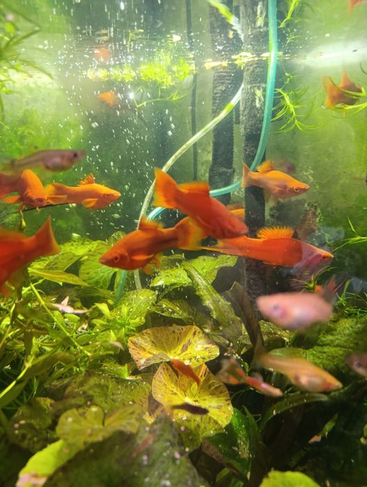 рыбка Меченосец, растение