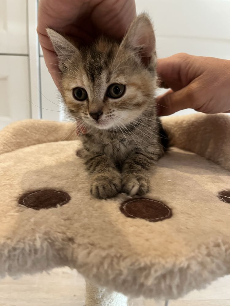 Lila koteczka do adopcji